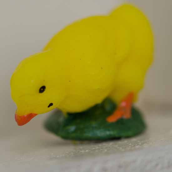 little yellow chick