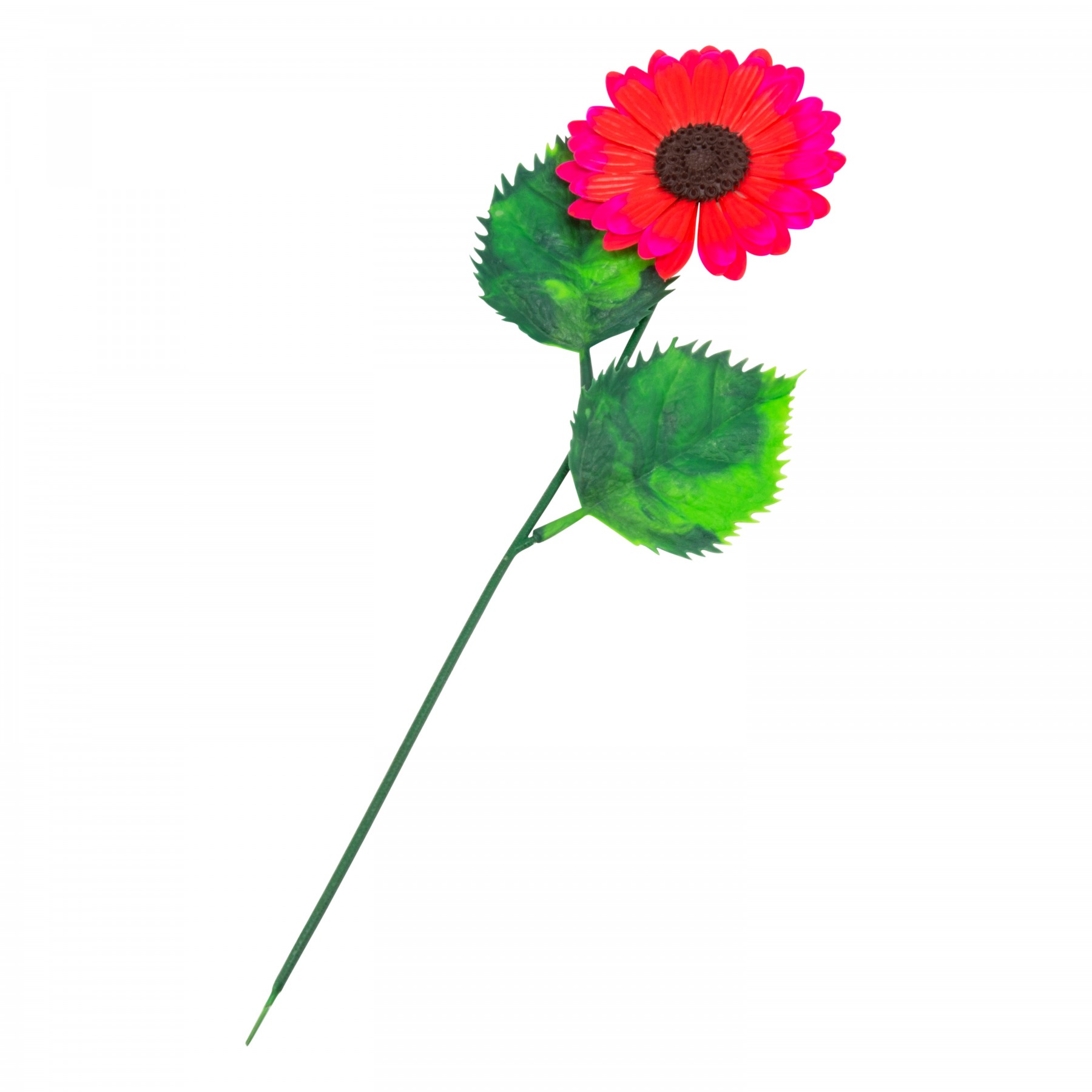 gerbera