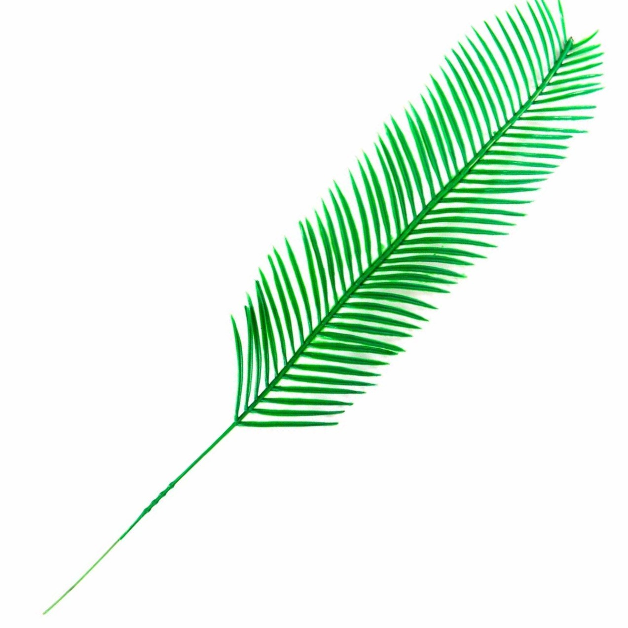 fern