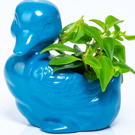billy duck container - teal